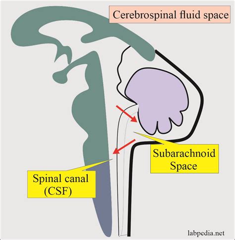 what is a csf scan